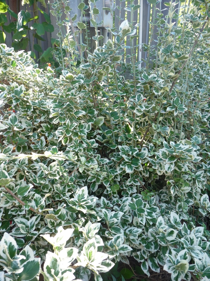 'Emerald Gaiety' Wintercreeper - Euonymus fortunei from Paradise Acres Garden Center