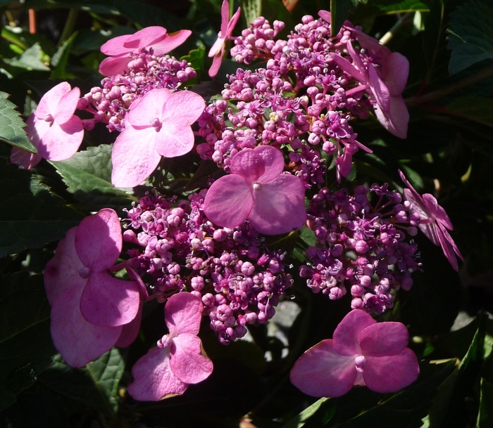 'Twist-n-Shout®' Bigleaf Hydrangea - Hydrangea macrophylla from Paradise Acres Garden Center