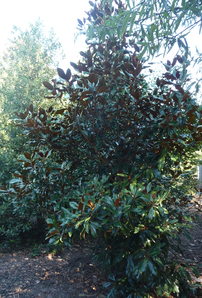 'Kay Parris' - Magnolia grandiflora from Paradise Acres Garden Center