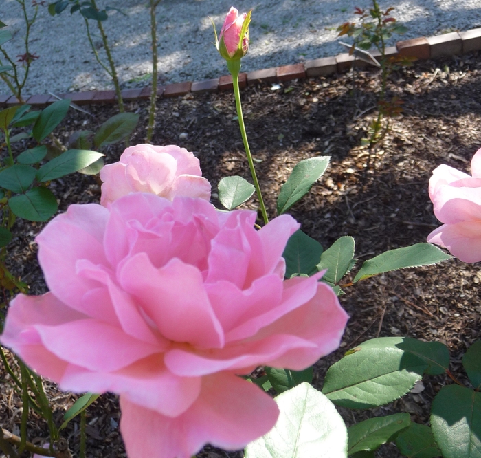 'Queen Elizabeth' Rose - Rosa from Paradise Acres Garden Center