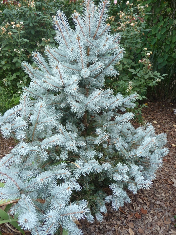 'Hoopsii' Blue Spruce - Picea pungens from Paradise Acres Garden Center