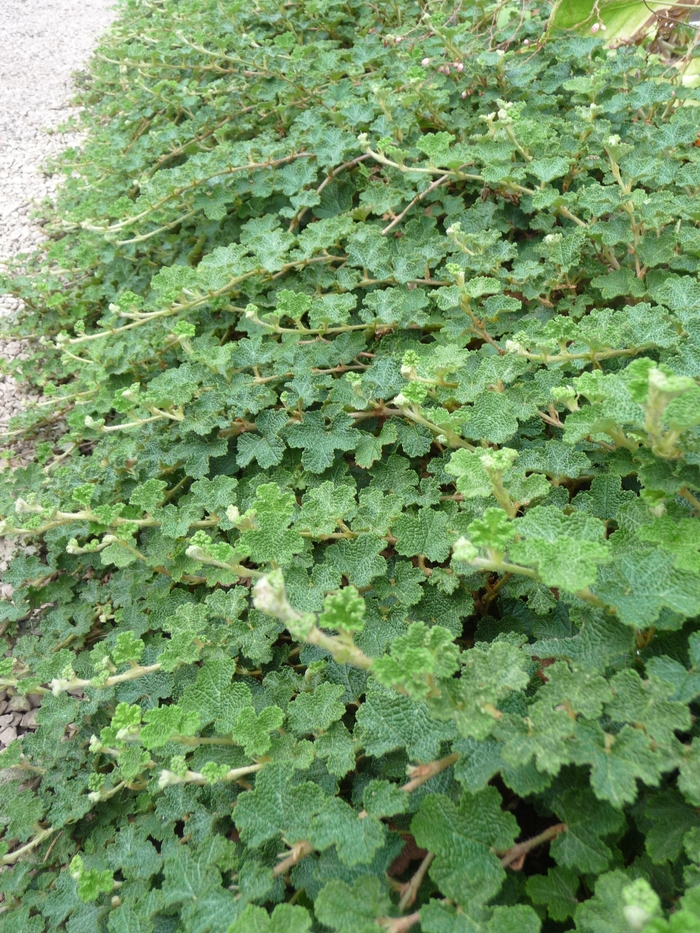 'Emerald Carpet' Creeping Raspberry - Rubus rolfei from Paradise Acres Garden Center