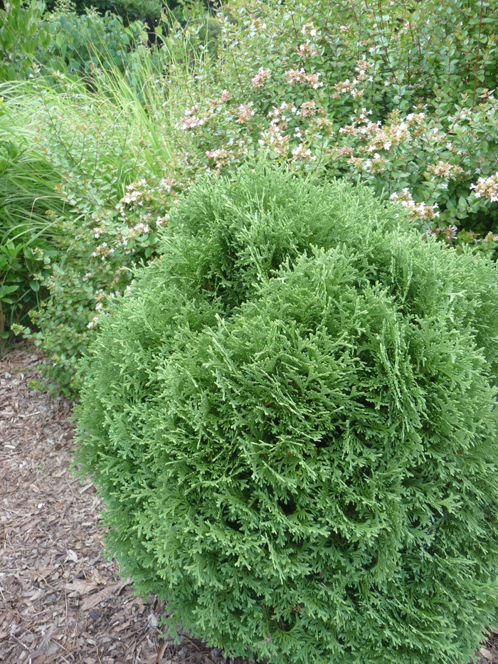 'Tiny Tim' Arborvitae - Thuja occidentalis from Paradise Acres Garden Center