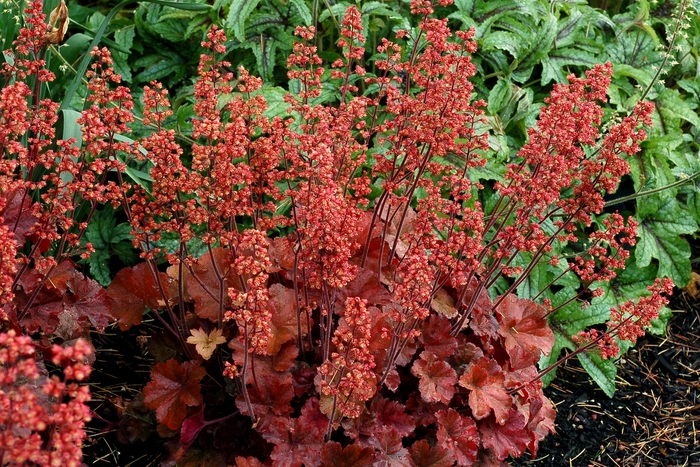 Soda&trade; ''Cherry Cola'' - Heuchera (Coral Bells) from Paradise Acres Garden Center