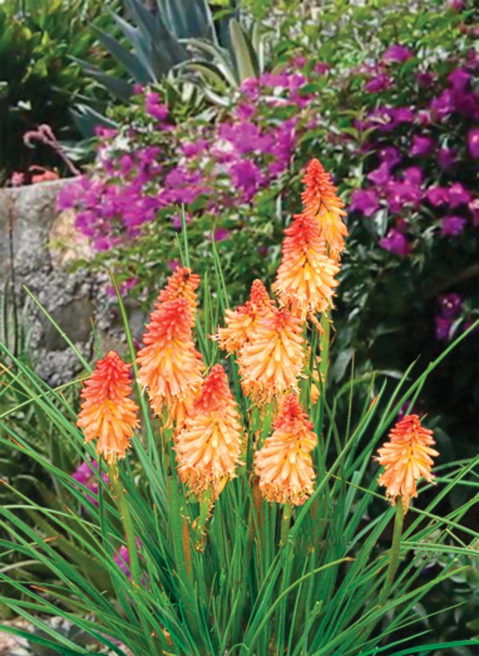Popsicle&trade; 'Creamsicle' - Kniphofia (Dwarf poker) from Paradise Acres Garden Center