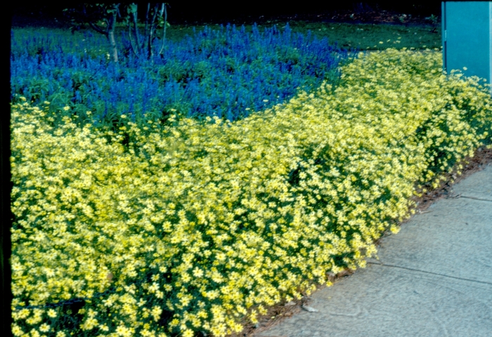 'Moonbeam' Tickseed - Coreopsis verticillata from Paradise Acres Garden Center