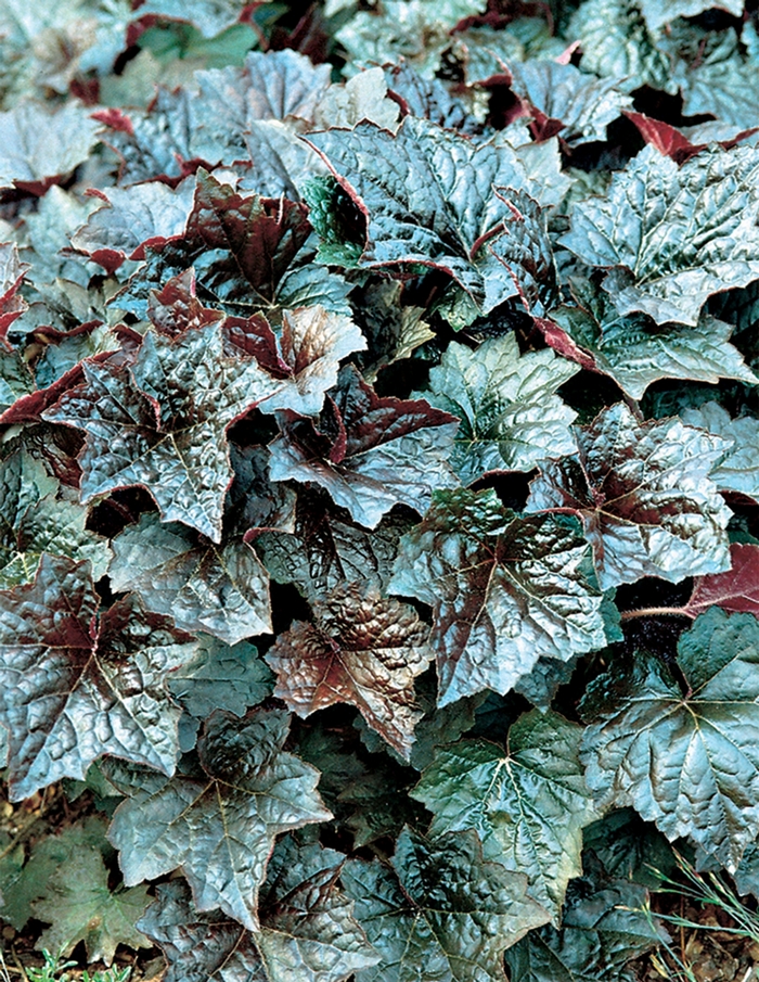 'Palace Purple' Coral Bells - Heuchera americana from Paradise Acres Garden Center