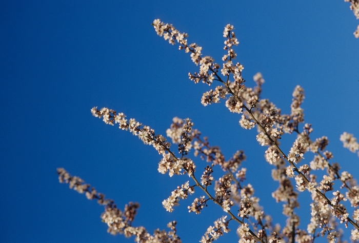 'Crimson Pointe®' Flowering Plum - Prunus cerasifera from Paradise Acres Garden Center