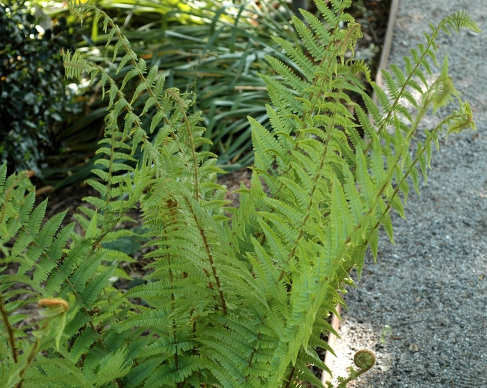 Male Fern - Dryopteris filix-mas from Paradise Acres Garden Center