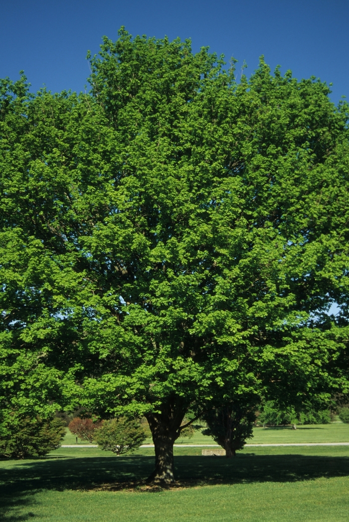 Sugar Maple - Acer saccharum from Paradise Acres Garden Center