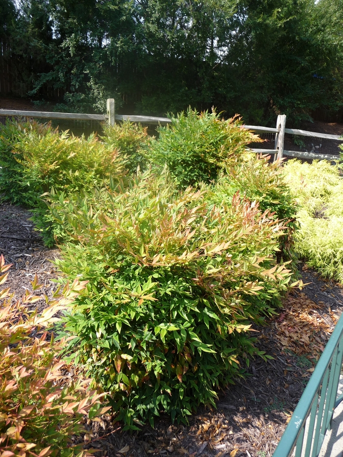 'Gulf Stream' Heavenly Bamboo - Nandina domestica from Paradise Acres Garden Center