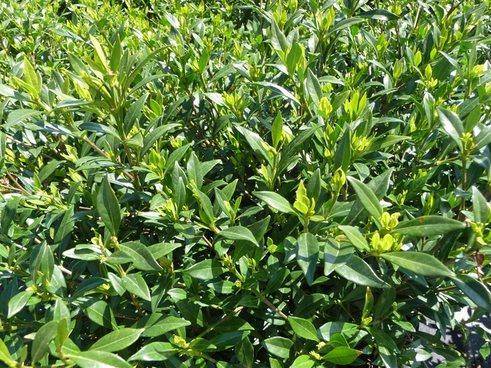 'Frost Proof' - Gardenia jasminoides from Paradise Acres Garden Center