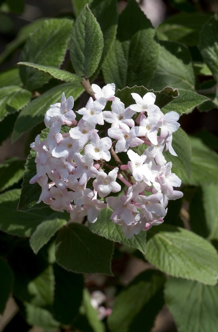 Koreanspice Viburnum - Viburnum carlesii from Paradise Acres Garden Center