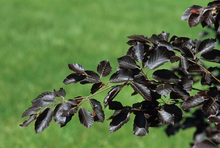 'Purple Fountain' European Beech - Fagus sylvatica from Paradise Acres Garden Center