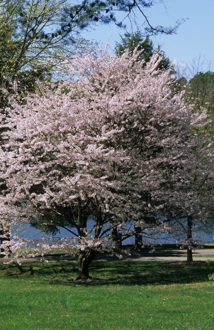 Yoshino Cherry - Prunus x yedoensis from Paradise Acres Garden Center