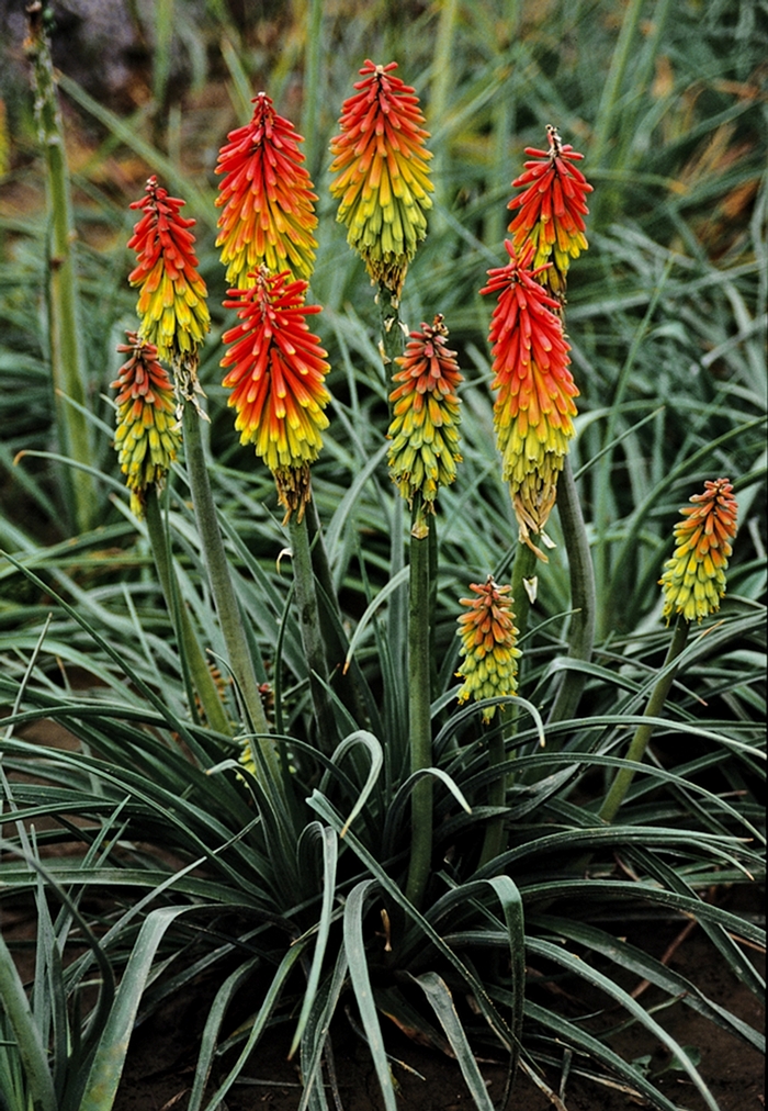 ''Fire Dance'' Red Hot Poker - Kniphofia hirsuta from Paradise Acres Garden Center