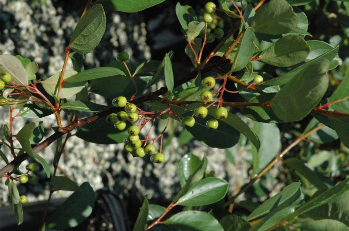 'Autumn Magic' Black Chokeberry - Aronia melanocarpa from Paradise Acres Garden Center