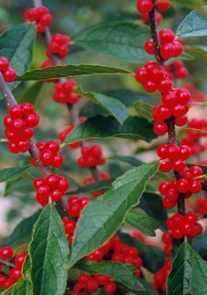 'Winter Red' Winterberry - Ilex verticillata from Paradise Acres Garden Center
