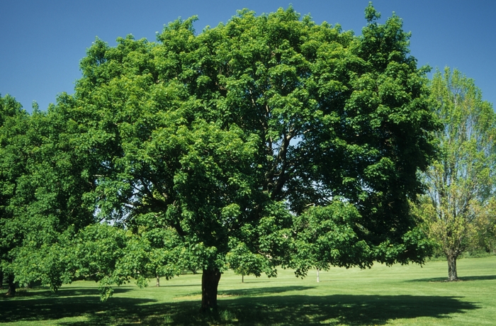 Norway Maple - Acer platanoides from Paradise Acres Garden Center