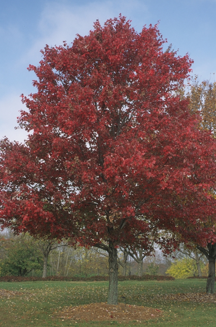 Red Maple - Acer rubrum from Paradise Acres Garden Center