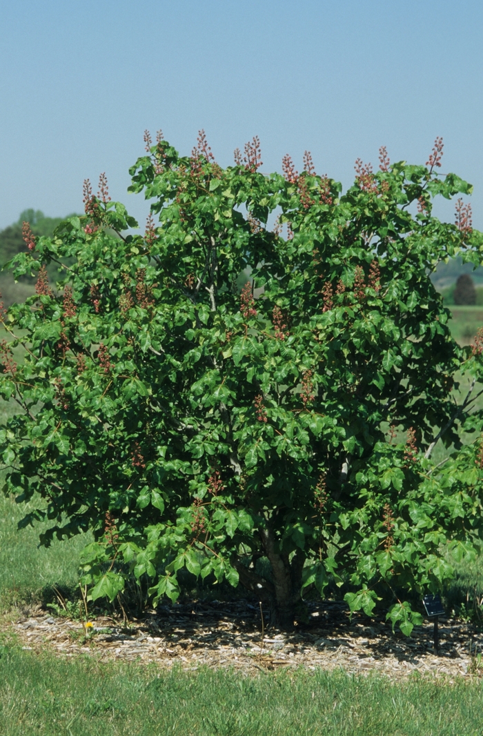 'Briotii' Red Horsechestnut - Aesculus x carnea from Paradise Acres Garden Center