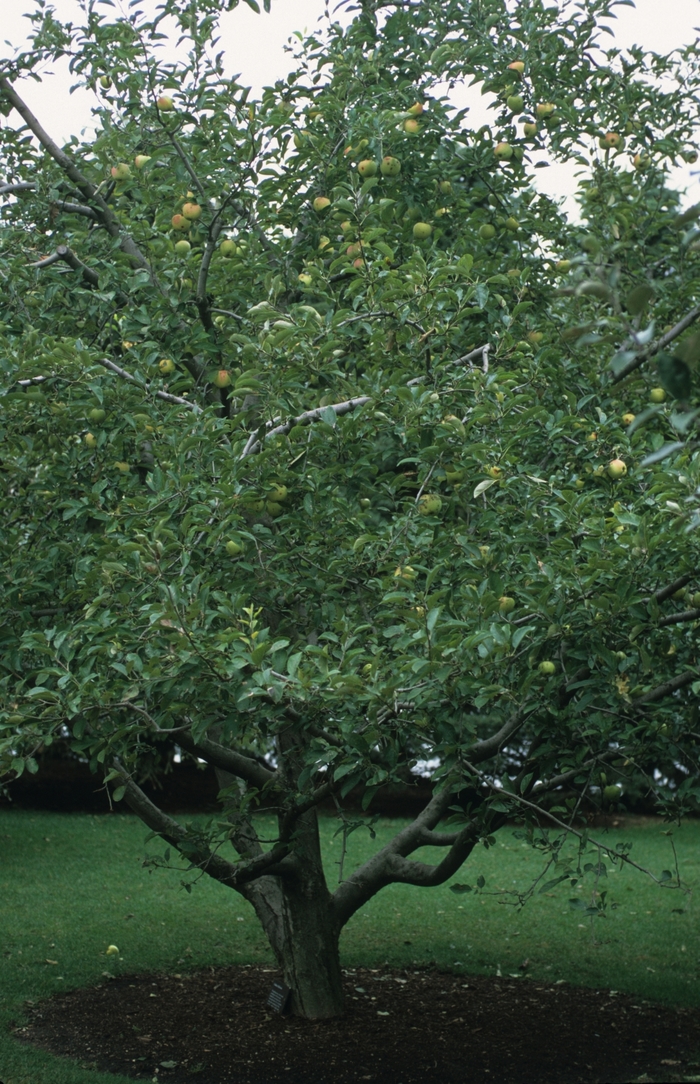 'Golden Delicious' Apple - Malus domestica from Paradise Acres Garden Center