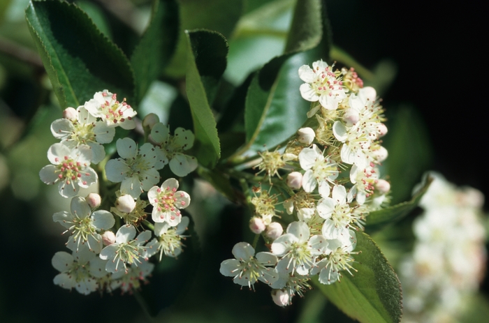 Black chokeberry - Aronia melanocarpa from Paradise Acres Garden Center