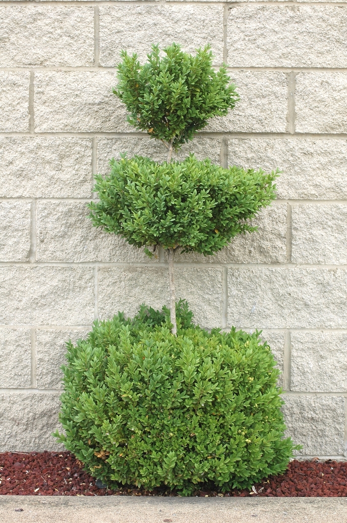 Topiary Boxwood - Buxus from Paradise Acres Garden Center