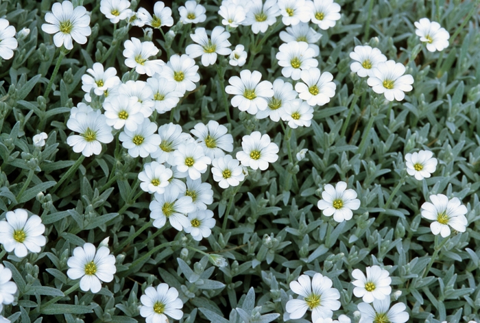 Snow in Summer - Cerastium tomentosum from Paradise Acres Garden Center
