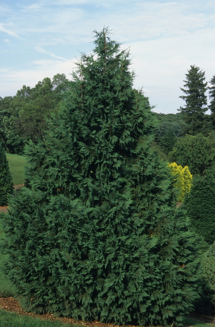 'Glauca' Nootka Falsecypress - Chamaecyparis nootkatensis from Paradise Acres Garden Center