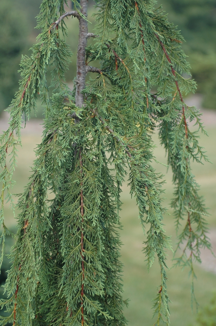 'Van den Akker' Nootka Falsecypress - Chamaecyparis nootkatensis from Paradise Acres Garden Center