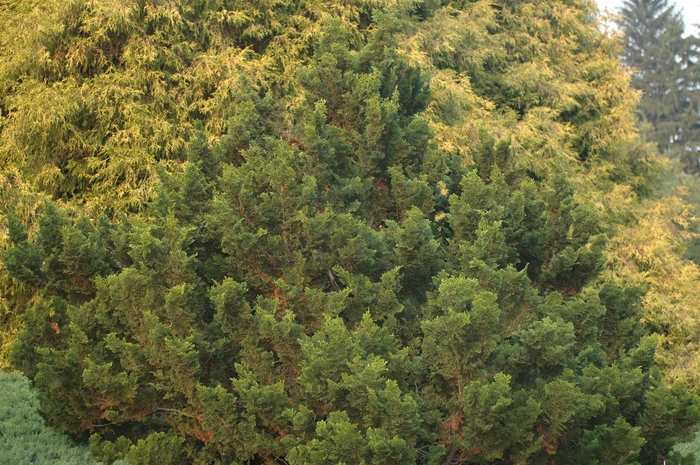 'Rigid Dwarf' Hinoki Falsecypress - Chamaecyparis obtusa from Paradise Acres Garden Center