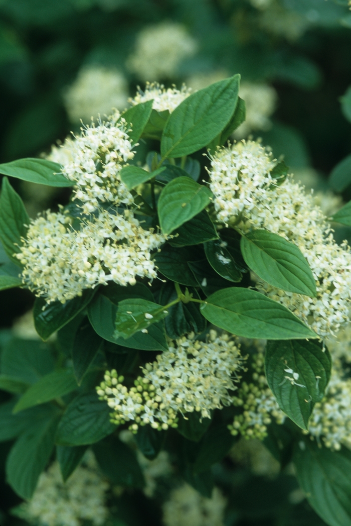 'Flaviramea' Yellow Twig Dogwood - Cornus sericea from Paradise Acres Garden Center