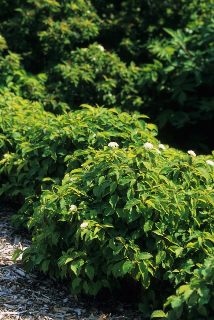 'Kelseyi' Red-Osier Dogwood - Cornus sericea from Paradise Acres Garden Center