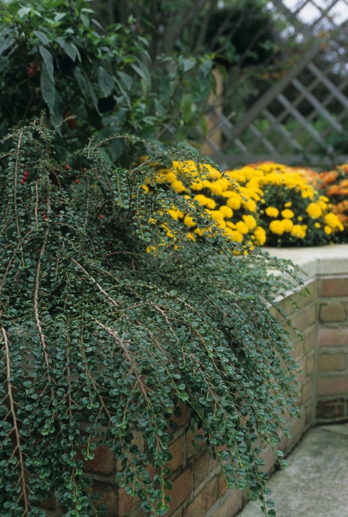 Hess Cotoneaster - Cotoneaster hessei from Paradise Acres Garden Center