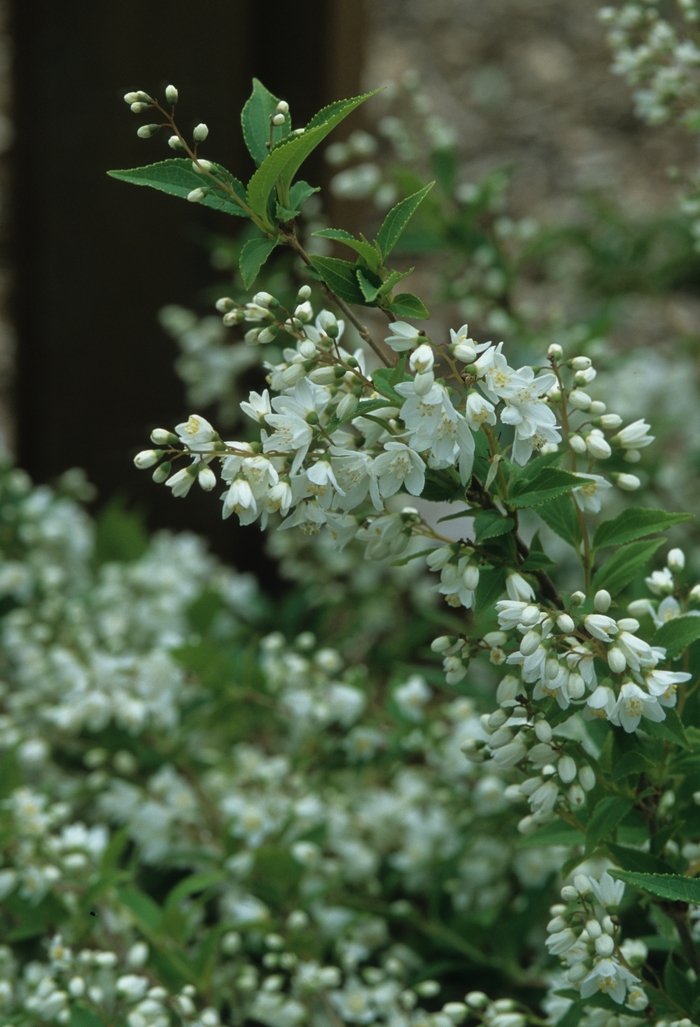 Slender Deutzia - Deutzia gracilis from Paradise Acres Garden Center