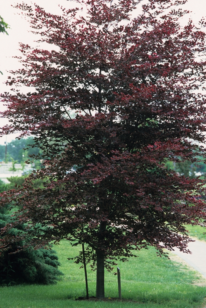 'Tricolor' Tricolor Beech - Fagus sylvatica from Paradise Acres Garden Center