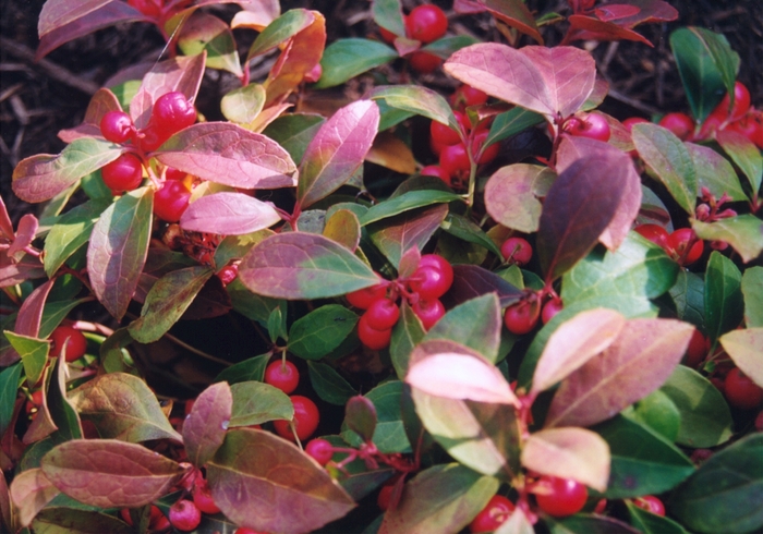 Wintergreen - Gaultheria procumbens from Paradise Acres Garden Center