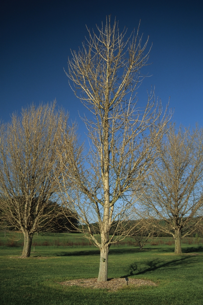 'Princeton Sentry' Maidenhair Tree - Ginkgo biloba from Paradise Acres Garden Center