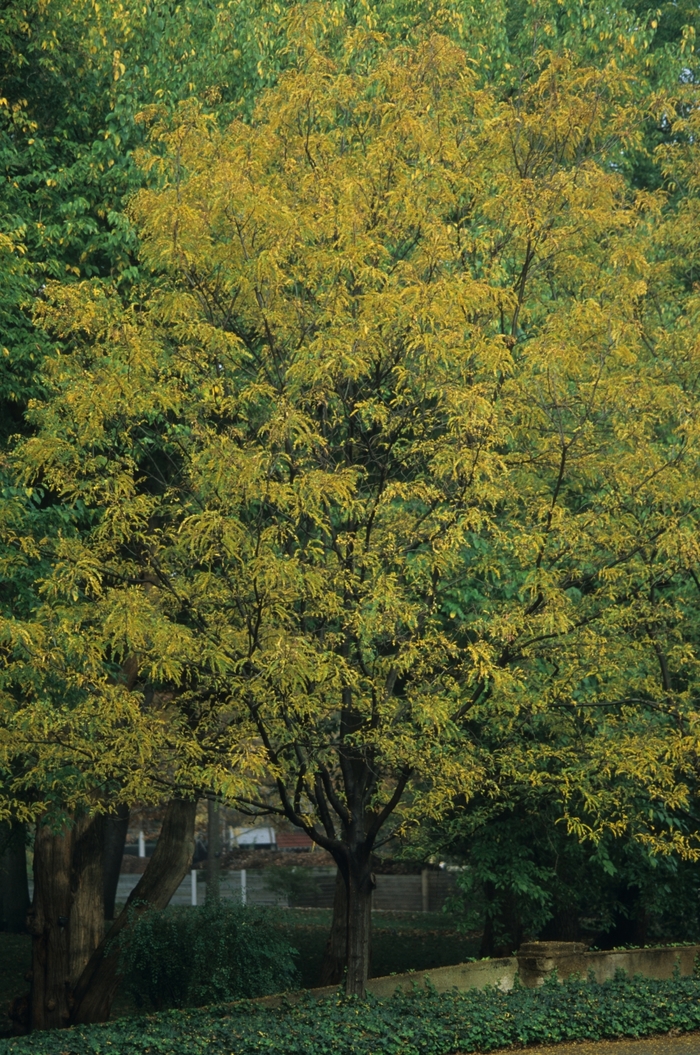 'Imperial®' Honeylocust - Gleditsia triacanthos var. inermis from Paradise Acres Garden Center