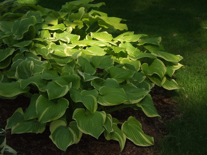 'Fragrant Bouquet' Hosta, Plantain Lily - Hosta from Paradise Acres Garden Center