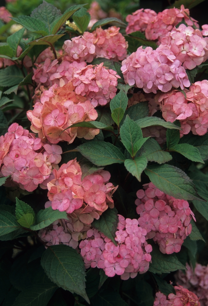 'Pink Beauty' Bigleaf Hydrangea - Hydrangea macrophylla from Paradise Acres Garden Center