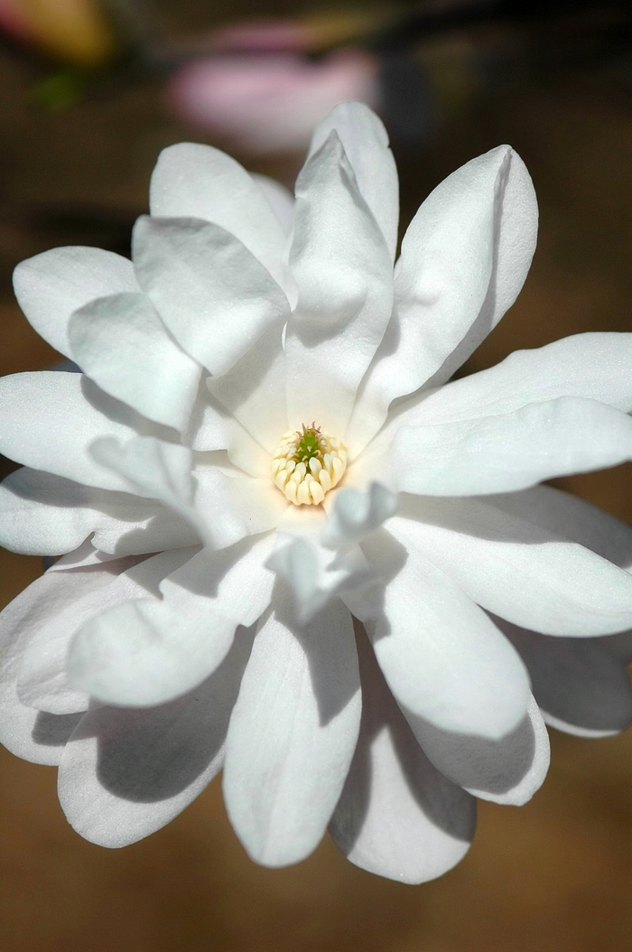 'Waterlily' Star Magnolia - Magnolia stellata from Paradise Acres Garden Center