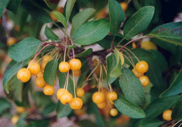 Crabapple Cinderella - Malus from Paradise Acres Garden Center