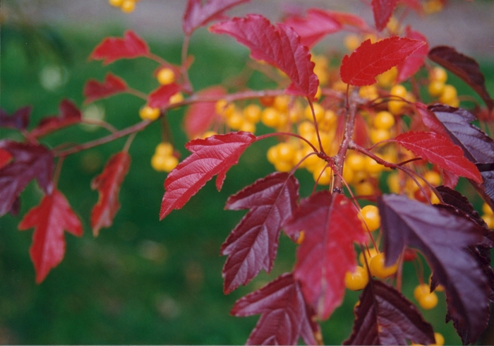 'Golden Raindrops&reg;' Crabapple - Malus from Paradise Acres Garden Center