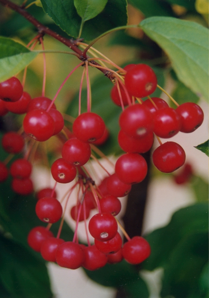 'Red Jewel&trade;' Crabapple - Malus from Paradise Acres Garden Center