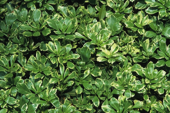 'Silver Edge' - Pachysandra terminalis from Paradise Acres Garden Center