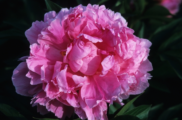 'Dr. Alex Fleming' Peony - Paeonia lactiflora from Paradise Acres Garden Center