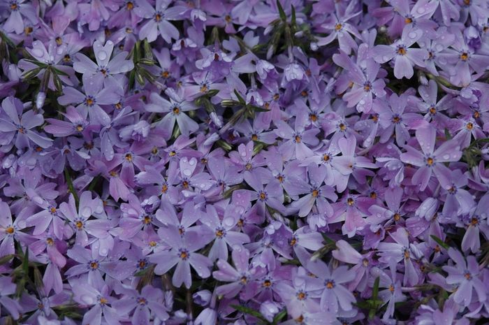 'Emerald Blue' Creeping Phlox - Phlox subulata from Paradise Acres Garden Center