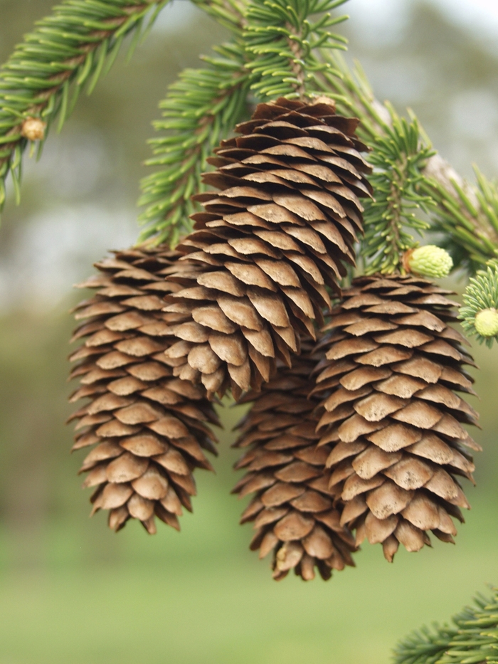 'Acrocona' Norway Spruce - Picea abies from Paradise Acres Garden Center